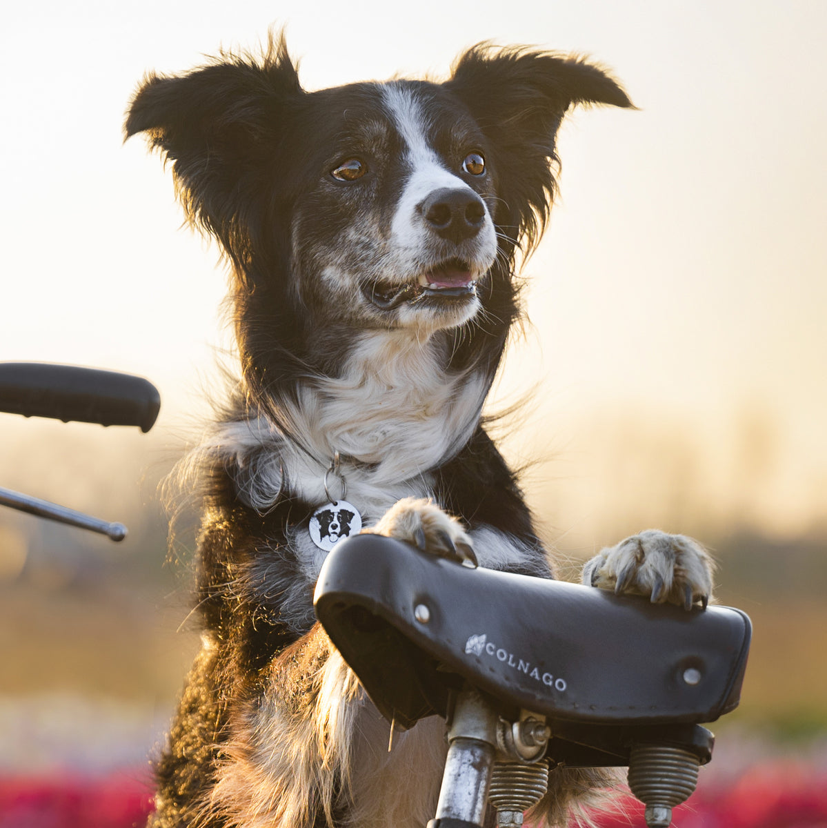Incisione Laser Acciaio Medagliette Personalizzate Per Cani E